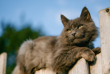 Fluffy gray cat with bright yellow eyes resting on a weathered wooden fence, enjoying golden hour sunlight against a clear blue sky, showing curious observation and domestic tranquility
