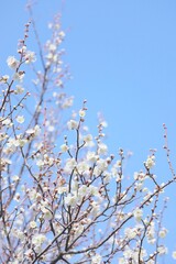 梅の花と空6 縦