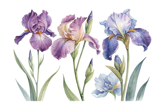 Watercolor Iris Blossom, Luxury Garden Floral Vector Illustration Isolated on White