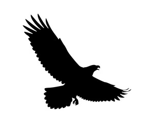 Fototapeta premium Majestic Black Silhouette of Flying Eagle or Hawk Isolated on White