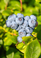 Blueberry farm with bunch of ripe fruits on tree during harvest season in Izmir, Turkey. Blueberry picking history.
