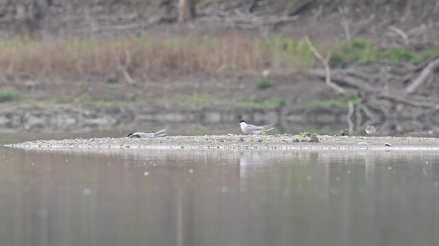 Two common tern and one little ringed plover in the wetlands (Sterna hirundo and Charadrius dubius)