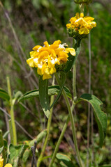 Obraz premium Phlomis russeliana (Jerusalem Sage), Turkish sage, is a species of flowering plant in the mint family Lamiaceae