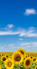 Fototapeta premium Vibrant sunflowers bloom under a sunny sky with scattered clouds, portraying abundance and natural beauty, ideal for summer themes or rural scenes