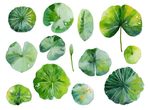 watercolor lily pad clip art set, vector illustration