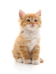 Obraz premium Cute red fluffy kitten sitting isolated on a white background.