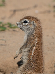 Fototapeta premium Kap-Borstenhörnchen, Xerus inauris