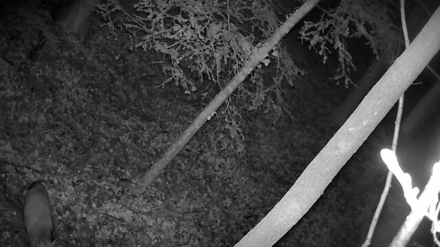 A forest camera captured various animals in Switzerland.