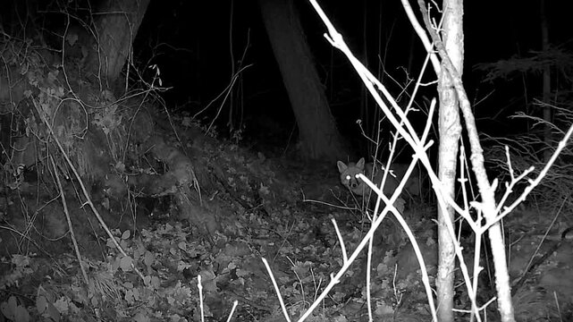 A forest camera captured various animals in Switzerland.