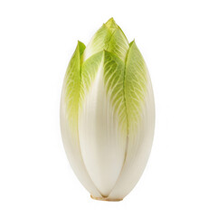 A close-up view of a fresh endives leaf with vibrant green tips and white center.