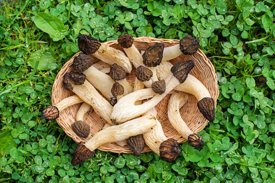 Morel mushroom morchella esculenta