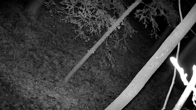 A forest camera captured various animals in Switzerland.