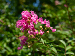 Obraz premium Crape Myrtle Branch with Pink Blossoms
