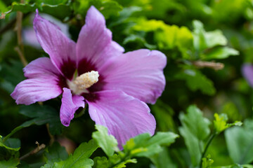 Obraz premium Close up of Pink Hibiscus Flower