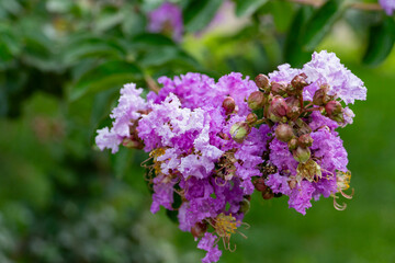 Obraz premium Vibrant Purple Crape Myrtle Flowers