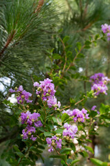 Obraz premium Vibrant Purple Crape Myrtle Flowers