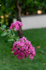 Obraz premium Bright Pink Crepe Myrtle Blossoms in Full Bloom