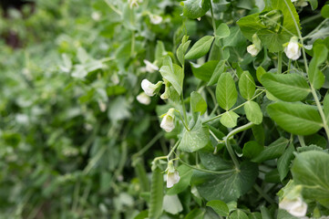 Close-up of lush green pea plants with blossoms in a garden