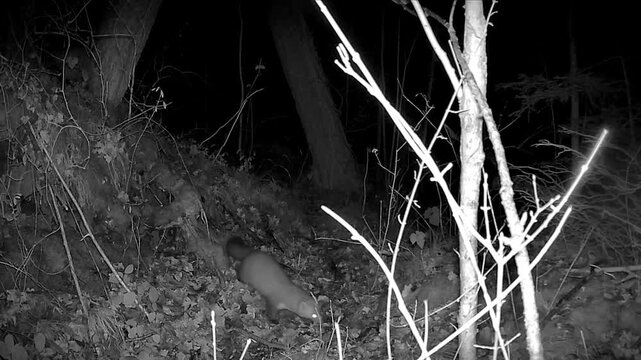 A forest camera captured various animals in Switzerland.