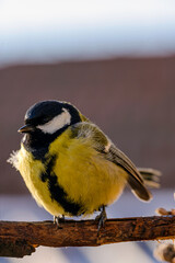 Obraz premium great tit on a branch