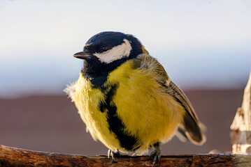 great tit on a branch © Svetoslav Radkov