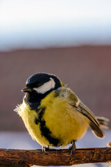 Naklejka premium great tit on a branch