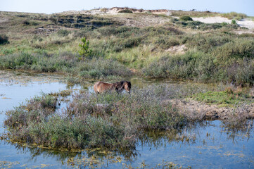Wild horse at a small lake in a dune landscape