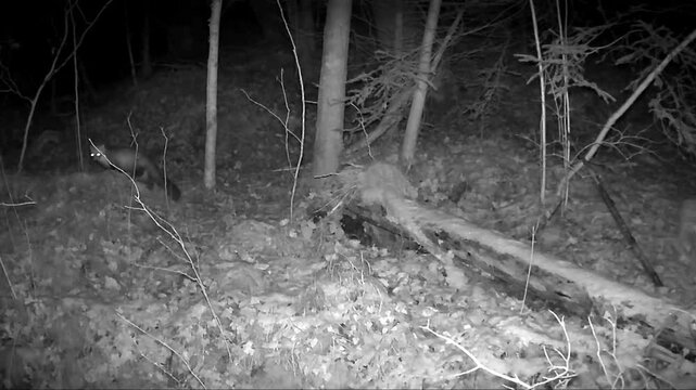 A forest camera captured various animals in Switzerland.