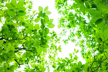 緑の森　太陽光