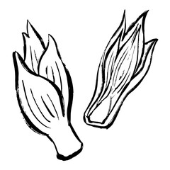 みょうがの線画イラスト