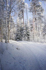 Fototapeta premium Winter forest in the snow. Snow covered trees and branches with sunbeams. Winter season in Finland.