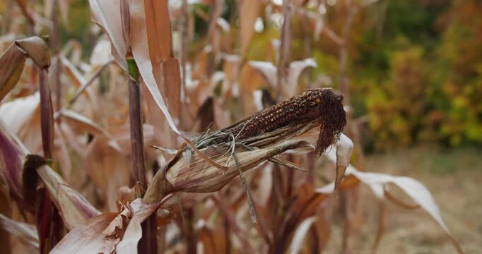 Failed crop of maize with undeveloped corn cob on dry plant. Agricultural loss and farming risk concept