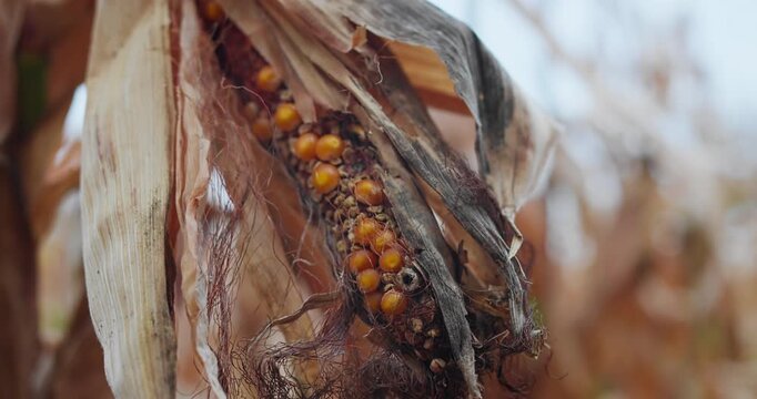 Plant disease visible on maize ear with missing and undeveloped kernels. Crop protection theme