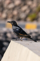 Rueppell's Starling (Onychognathus Rueppellii) Bird Perched in Oman Ar