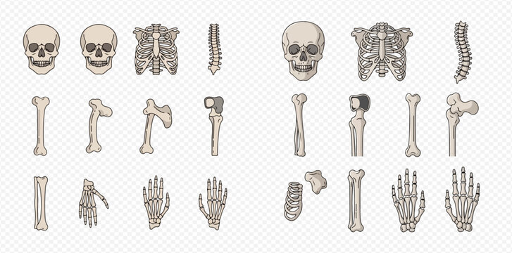 Human skeleton bones set, skull, ribs, spine, femur, hand, and other anatomical elements for medical illustration.