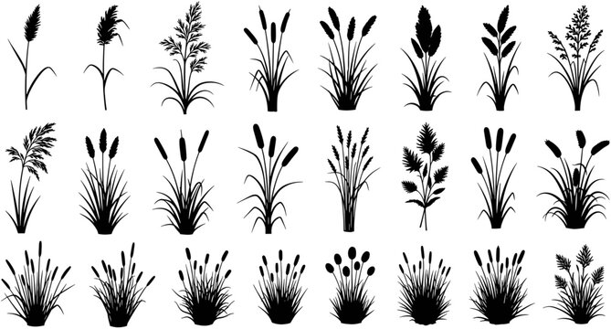 Wild reed silhouette collection, nature wetland plant vector set, marsh grass meadow graphics, riverbank cattail foliage icons, isolated black botanical flora elements.