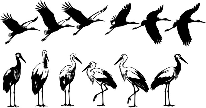 Stork bird silhouette collection, wild crane flying vector set, wetland wildlife standing graphics, isolated black lake bird icons, nature wading bird elements.