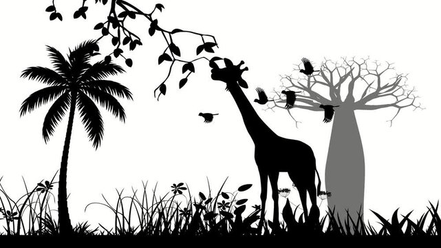 African savanna silhouettes with baobab tree, palm and giraffe animation (not AI)