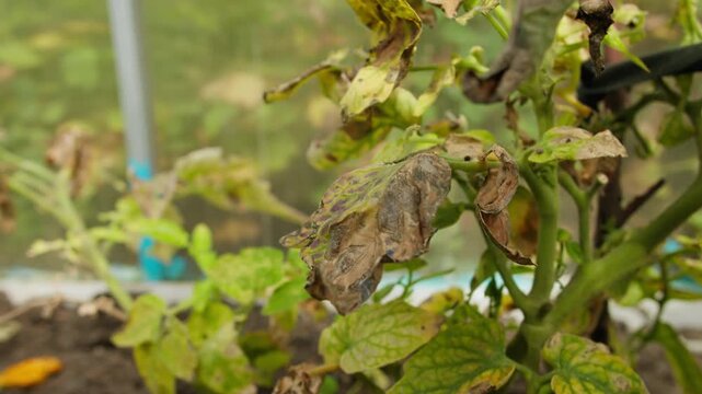Damaged tomato leaves with signs of plant disease growing in greenhouse. Agricultural stress, crop health issues, and risks to sustainable farming and food production