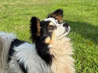 Fototapeta premium Curious fluffy dog looking up.