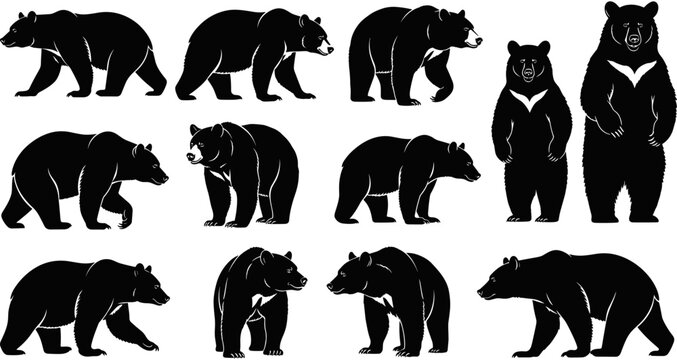 Bear silhouette collection, wild grizzly walking vector set, forest animal wildlife graphics, polar bear standing icons, isolated black silhouettes predator.