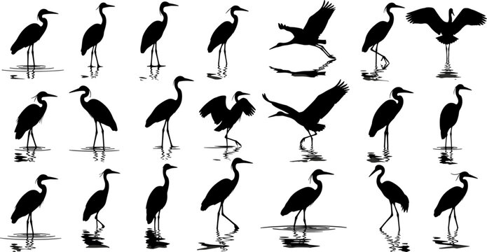 Heron silhouettes set, egret bird collection, standing flying and wading crane poses, aquatic wildlife vector illustration, water bird isolated shadows.