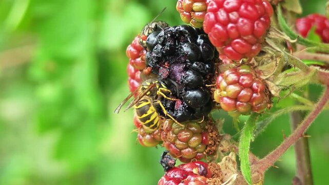 Close Up Of Wasp Feeding On Ripe Blackberry Among Unripe Berries On Green Background