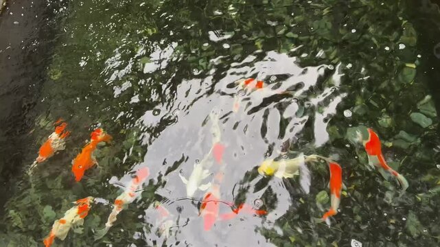 japanese koi pond