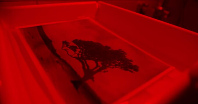 Fixing photographic print in darkroom tray under safelight. Final stage of analog photo printing process
