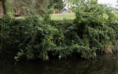 Green plants on the side of the river.