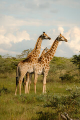 Obraz premium Giraffes