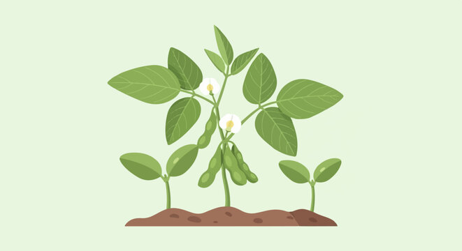 Stylized illustration of young soybean plants with pods and flowers