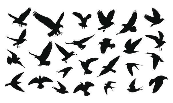 High-quality flying bird silhouette vector set featuring eagle, owl, pigeon, seagull, swallow and various birds in different wing positions