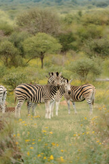 Fototapeta premium A Group of Zebras
